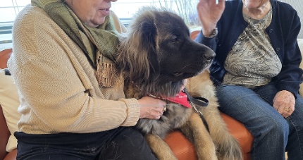 Therapiehundezentrum ch 0125 013
