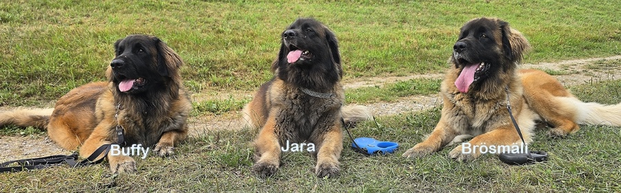 Therapiehunde Zentrum Schweiz 2026 06 002