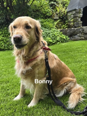 Therapiehunde Zentrum Schweiz 2026 06 004